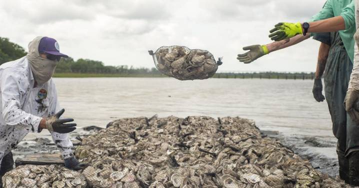 How oysters filter water and improve water quality
