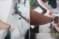 Hysterics As Florida Cops Called to Baby Gator 'Lost on His Way To Class'