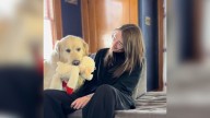 Senior Golden Retriever From Indiana Finds Love And Safety After 9 Years Of Abuse