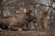 Un alce macho obliga al cierre de una ruta de senderismo en las montañas Adirondack de Nueva York: el animal fue sacrificado