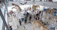 All of the free museums in Cambridge to explore this summer