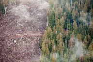 B.C. closes one gap in forest carbon accounting after audit