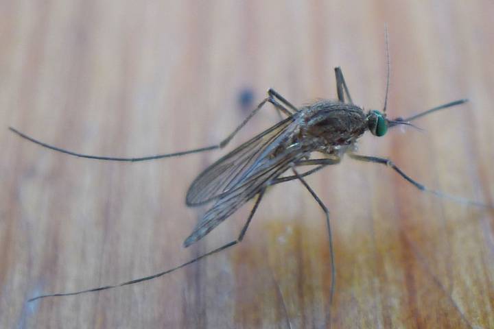 Mosquito Spraying Scheduled in Brooklyn to Curb West Nile Risk