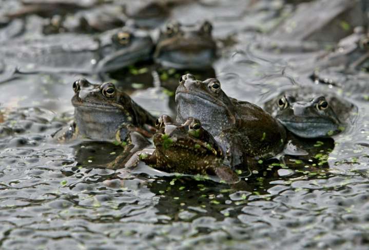 Un austríaco debe pagar hasta 30.000 euros por el croar de las ranas de su estanque