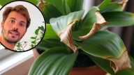 Álvaro Pedrera, experto en plantas: “Si las hojas tienen las puntas marrones y secas, no es problema de riego”