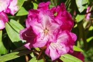 7 Plants You Should Never Prune in the Summer