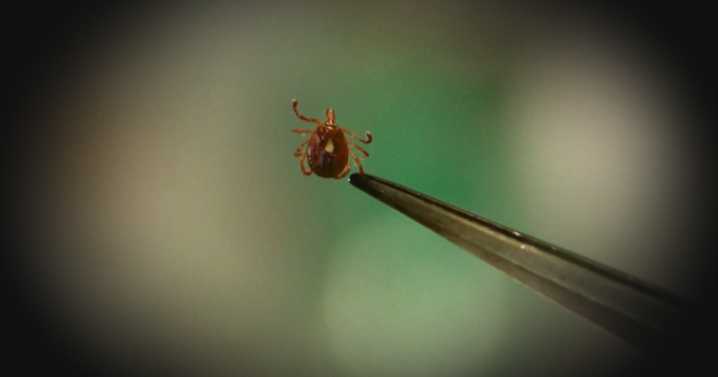 VDOH offers tips on avoiding tick