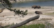 Experience an unforgettable day of wildlife viewing at Yellowstone National Park