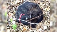 'Skeletal' Dog Found In A Pile Of Leaves In Missouri, His Transformation Is Stunning