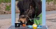 Pony famous for downing Guinness still drinks it – but won't take a pint off tourists