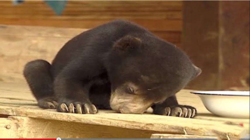 Sleepy Bear Can't Stay Awake