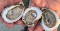 Mobile lawmaker seeking tax credit for recycled oyster shells