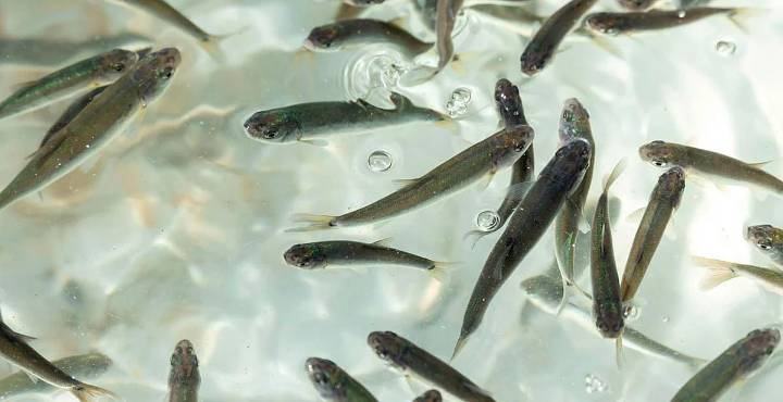 Siembran 15 mil crías de pescado blanco en el lago de Pátzcuaro