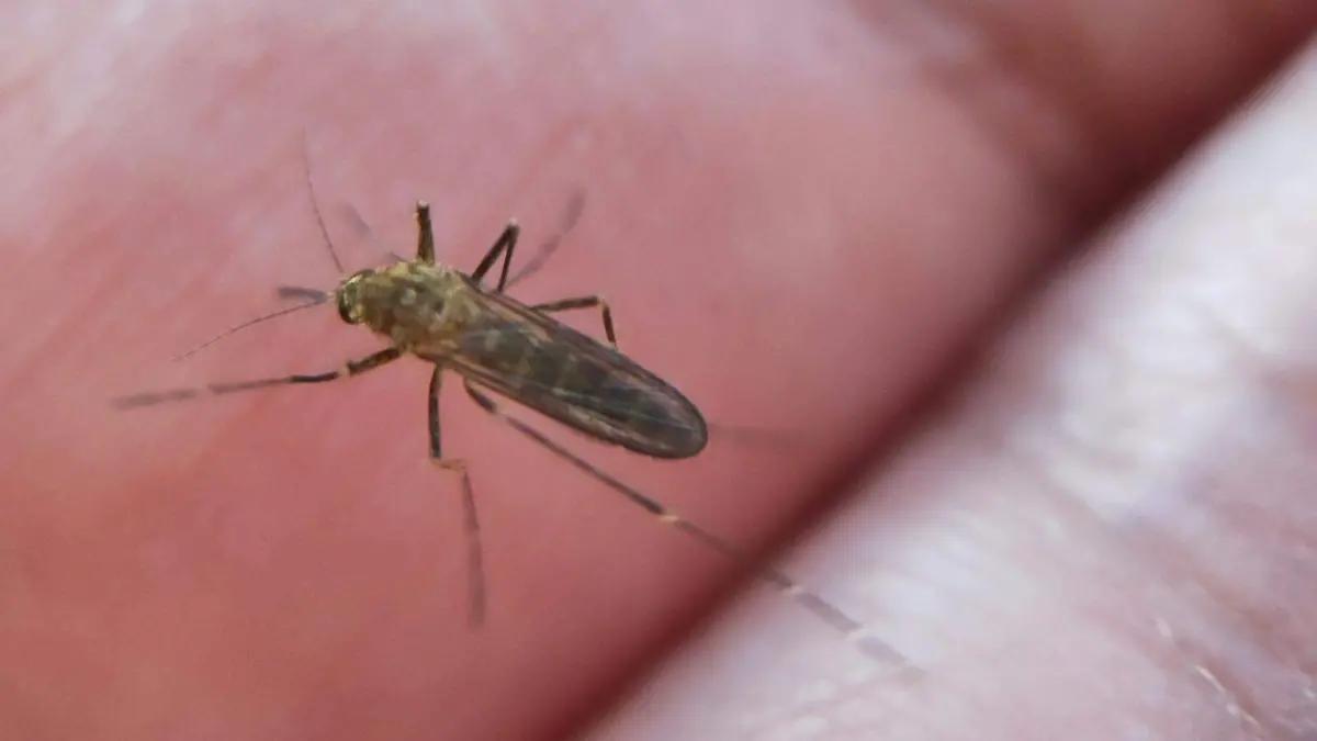 Zamora llama a la población a redoblar esfuerzos contra el dengue
