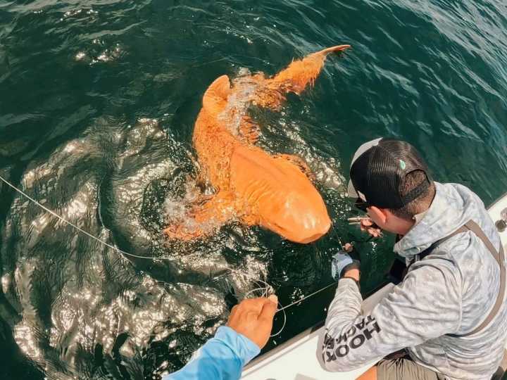 Extraño tiburón nodriza de color naranja sorprende a científicos y turistas en Costa Rica: qué sucedió con él