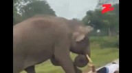 Selfie mortalmente imprudente: el encuentro que casi le cuesta la vida a un turista en Bandipur