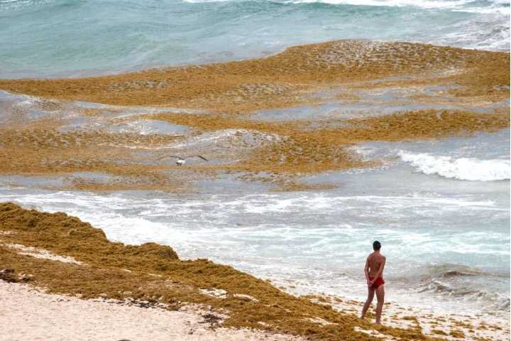 Sargazo da tregua al sur de Quintana Roo, pero se acumula en Cancún