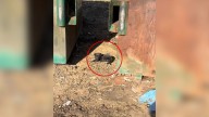 Heartbroken Rescuer Finds Something Furry Cowering By A Mississippi Dumpster