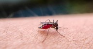 Día Mundial del Mosquito 2025: ¿El asesino 'silencioso' más letal del mundo?