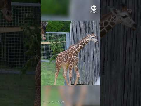 Giraffe calf takes first steps outside