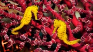 The Seahorse Is a Romantic, Slow
