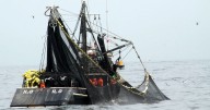 Moquegua duplicó su volumen de pesca de anchoveta frente al promedio de los últimos cinco años