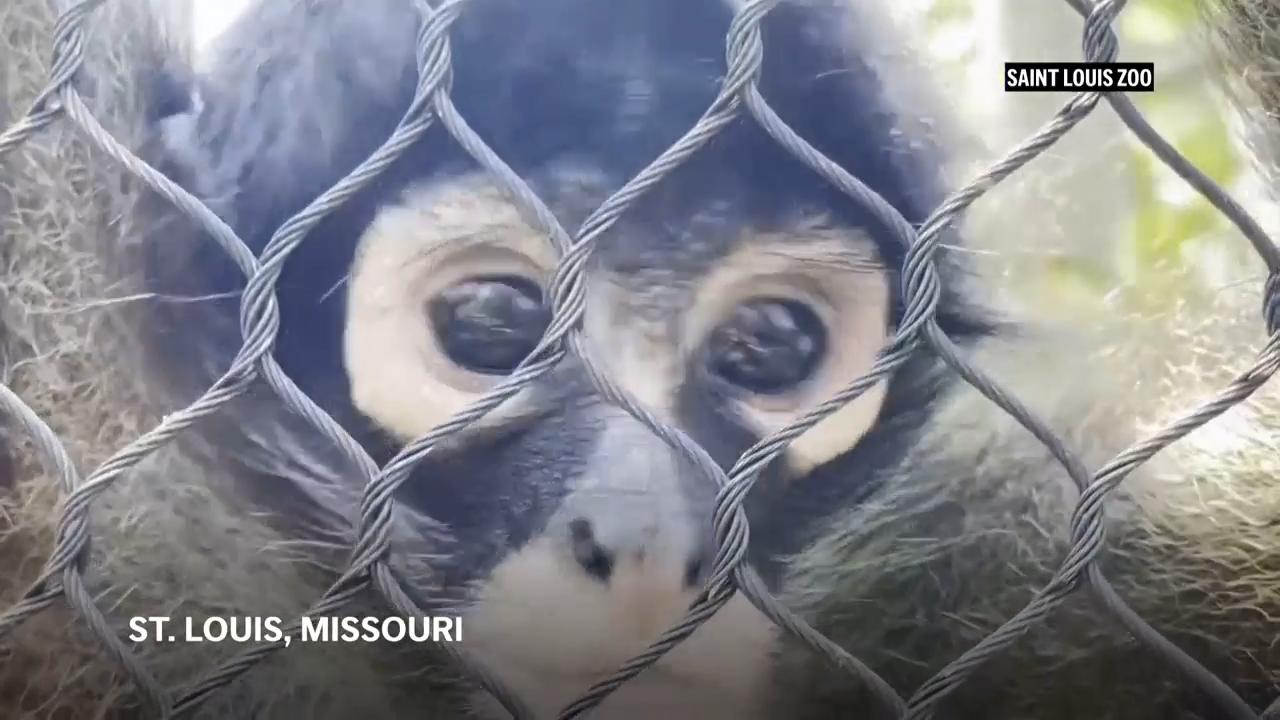 Four endangered Mexican spider monkeys seized from smugglers now living in Missouri