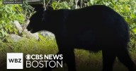 Townsend police alert neighbors about roving bear