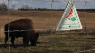 One Midwest state is making ‘rewilding’ an official conservation strategy