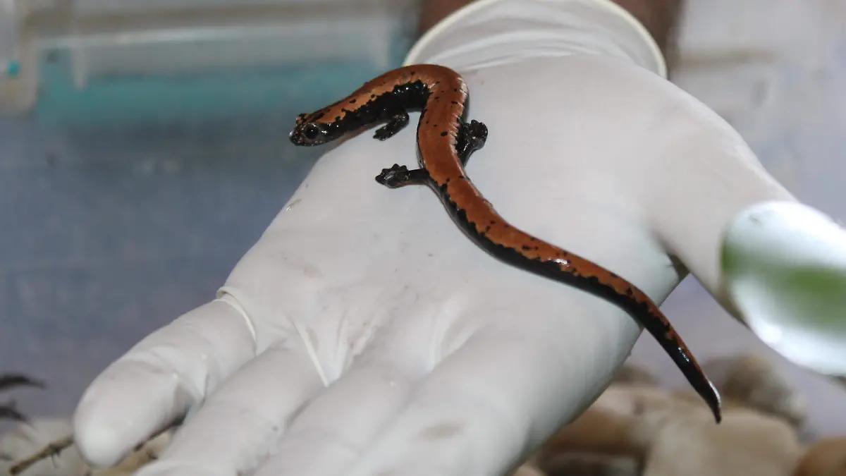 Hallan ocho tlaconetes en Altamira, “es una especie que no estaba registrada en esta zona”