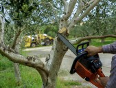 What To Know About Tree Disputes with Neighbors in Washington