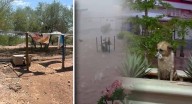 Piden apoyo para refugio canino R14 Control tras sufrir inundaciones por lluvias en Hermosillo