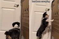 Owners Can't Work Out Dog's Escapes—Camera Captures Secret Move