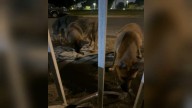 3 dogs abandoned at Watts park has residents concerned
