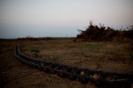 Brazil judge grants injunction against soy moratorium suspension