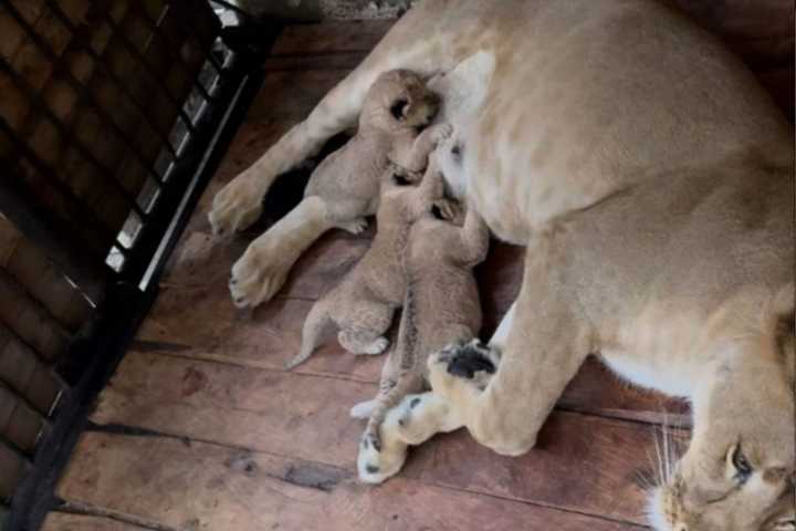 (VIDEO) Nacen tres cachorros de león en el Zoológico Chorros de Milla en Mérida