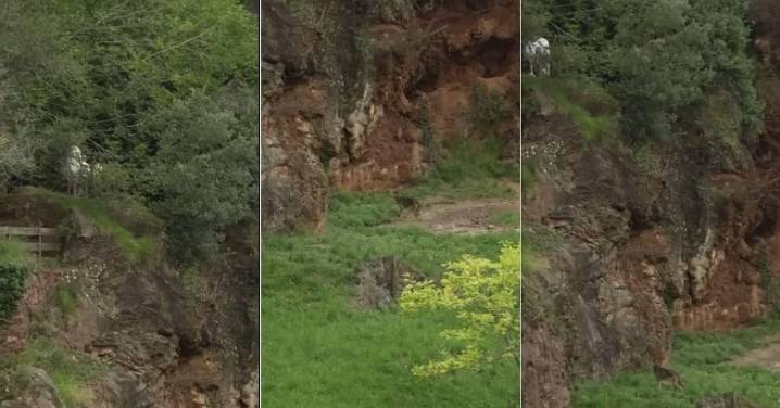 Una familia se cuela en el recinto de lobos de Cabárceno y es grabada por un 'tiktoker'