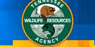 Black bear shot after entering Sevierville home, TWRA says