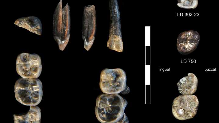ASU scientists may have found a new species related to humans