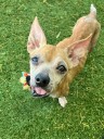 Scottsdale’s only senior pet rescue to hold fundraiser