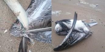 200 aves migratorias están en riesgo por SpaceX