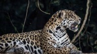 Jaguares son liberados con éxito en Brasil, pero las amenazas persisten