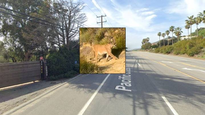 Child, 11, attacked by mountain lion outside California home