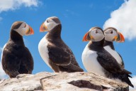 Skomer, la isla que ayuda a  la conservación de aves marinas