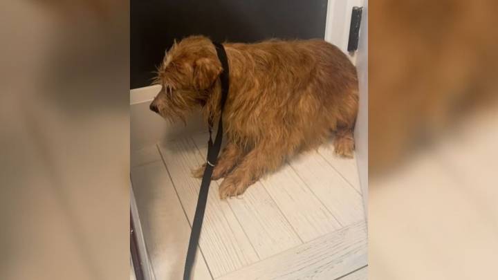 Pup Saved From Hoarding Situation In New York With 100 Other Dogs Makes Dramatic Transformation In 6 Weeks
