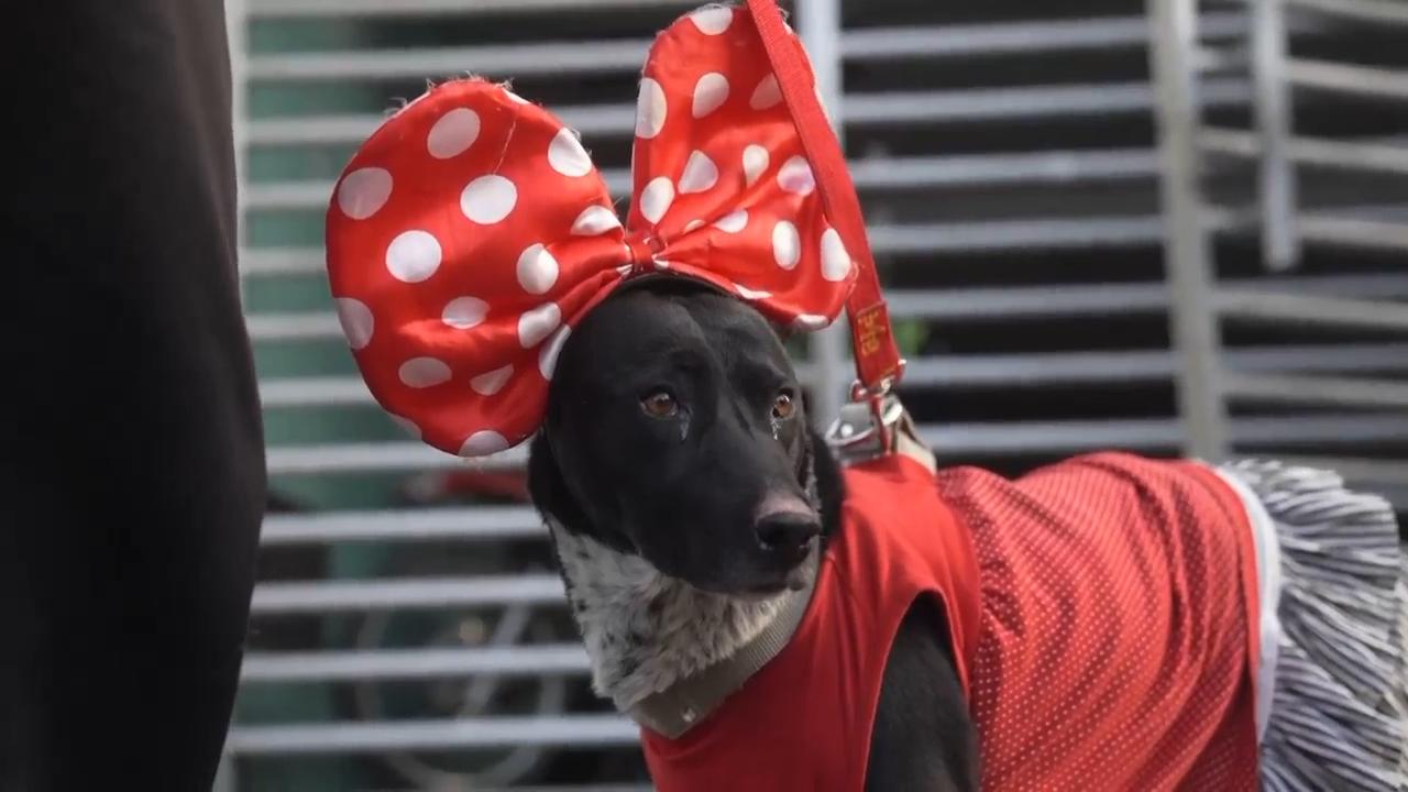 La Paz pooches take part in Bolivian pet parade