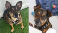 California Pup Waited Over 1,000 Days In A Shelter And Then A Miracle Changed Everything