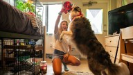 Some colleges are welcoming pets in dorms to reduce students' stress and anxiety
