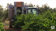 La vendimia se generalizará a partir de la semana que viene