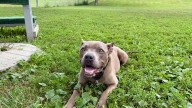 Meet Luna, the Nebraska Humane Society's pet of the week